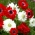 Double-flowered anemone - red and white set - 2 anemone varieties - 80 pcs