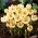 Crocus Cream Beauty - 10 kvetinové cibule