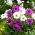 이중 꽃 말미잘-흰색 및 분홍색 꽃이 만발한 품종 2 개 세트-80 개 - 