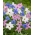 Ipheion - 3-цветен комплект звездови цветя - 90 бр.; пролетно звездно цвете