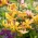 Martagon lily Yellow - grand paquet! - 10 pieces; Lis de chapeau de turc