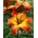 Asiatic lily - Linda - large package! - 10 pcs