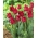 Tulip Barbados - ¡paquete grande! - 50 pcs