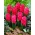 Giacinto 'Hollyhock' doppio fiore - confezione grande - 30 pz