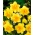 Daffodil, narcissus - double flowers - 'Apotheose' - large package - 50 pcs