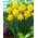 Double flowered narcissus Double Gold Medal - large package! - 50 pcs