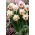 八重咲きの水仙エクストラバガンザ-大きなパッケージ！ -50個 - 