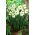 Påskelilje, narcissus 'Sinopel' - stor pakke - 50 stk