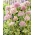 Cipolla ornamentale Silver Spring - confezione grande! - 10 pezzi
