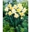 Daffodil, narcissus Changing Colours - large package! - 50 pcs