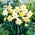 Daffodil, narcissus Changing Colours - large package! - 50 pcs