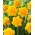 Daffodil, narcissus 'Heamoor' - large package - 50 pcs