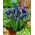 Grape hyacinth Neglectum - pakej besar! - 100 keping - 
