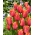 Tulipan 'Amazing Parrot' - stor pakke - 50 stk