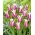Tulip Ballade - grand paquet! - 50 pieces