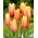Tulip Blushing Beauty - großes Paket! - 50 Stück