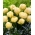 Tulp 'Bowl of Beauty' - grootverpakking - 50 st - 