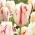 Tulip 'Carrousel' - large package - 50 pcs