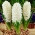 Hyacinth Aiolos - large package! - 30 pcs
