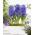 Hyacinth Blue Pearl - stort paket! - 30 st