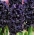 Hyacinth Dark Dimension - must - suur pakk! - 10 tk - 