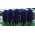 Hyacinth Dark Dimension - melns - liels iepakojums! - 10 gab.