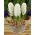 Hyacinth Aiolos - stor pakke! - 30 stk