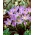 Crocus Lilac Beauty - stor pakke! - 100 stk.