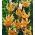 Martagon lily Yellow - embalagem grande! - 10 pcs.; Lírio do turco