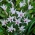Lady Gladiolus, Gladiolus carneus dipinta - confezione grande - 50 pz