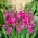 Eastern gladiolus - Gladiolus Byzantinus - large package! - 100 pcs; common corn-flag