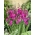 Восточный гладиолус - Gladiolus Byzantinus - большая упаковка! - 100 шт; кукурузный флаг - 