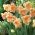 Jonquille, narcisse Apricot Whirl - grand paquet! - 50 pieces