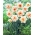 Jonquille a fleurs doubles, narcisse 'Delnashaugh' - grand paquet - 50 pcs