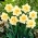 Daffodil, narcissus Manly-대형 패키지! -50 개 - 