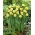 Daffodil, narcissus 'Sun Disc' - large package - 50 pcs