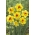 Narciso a fiore doppio, narciso 'Ascot' - confezione grande - 50 pz