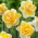 Double flowered narcissus Doctor Witteveen - large package! - 50 pcs