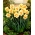 Двоцветни Нарцис цветни дефиле - велико паковање! - 50 ком - 