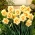Double flowered narcissus Flower Parade - large package! - 50 pcs