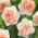 Kvetinové prekvapenie dvojitého kvetu narcisu - veľké balenie! - 50 ks