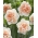 八重咲きの水仙フラワーサプライズ-大きなパッケージ！ -50個 - 