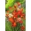 Kvetina harlekýn - rôzne farby - veľké balenie! - 200 ks; Sparaxis