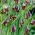 Elwes의 fritillary-Fritillaria elwesii-대형 패키지! -50 개 - 
