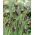 Elwes 'Perlmutterfalter - Fritillaria elwesii - großes Paket! - 50 Stück