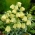 Siberian fritillary - Fritillaria pallidiflora - stor pakke! - 10 stk; Fritillaria pallidiflora