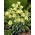 Siberian fritillary - Fritillaria pallidiflora - large package! - 10 pcs; Fritillaria pallidiflora