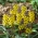 Golden flowered grape hyacinth - Muscari Golden Fragrance - large package! - 30 pcs