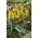 Golden flowered grape hyacinth - Muscari Golden Fragrance - large package! - 30 pcs