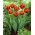 Tulip Allegretto - pacote grande! - 50 pcs.